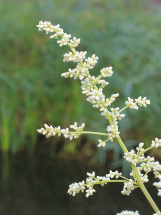Artemesia lactiflora <br>WHITE MUGWORT, WORMWOOD