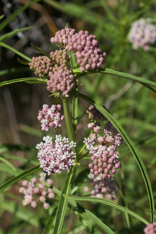 Asclepias fascicularis <br>NARROWLEAF MILKWEED, NARROW LEAF, WHORLED