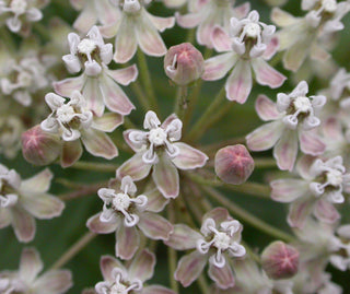 Asclepias fascicularis <br>NARROWLEAF MILKWEED, NARROW LEAF, WHORLED