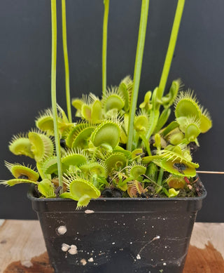 Dionaea muscipula <br>VENUS FLYTRAP 'ASMODEUS' x OP