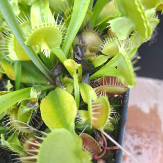 Dionaea muscipula <br>VENUS FLYTRAP 'ASMODEUS' x OP