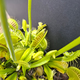 Dionaea muscipula <br>VENUS FLYTRAP 'ASMODEUS' x OP