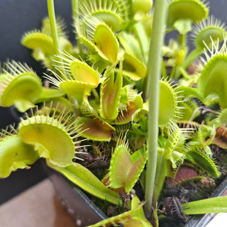 Dionaea muscipula <br>VENUS FLYTRAP 'ASMODEUS' x OP