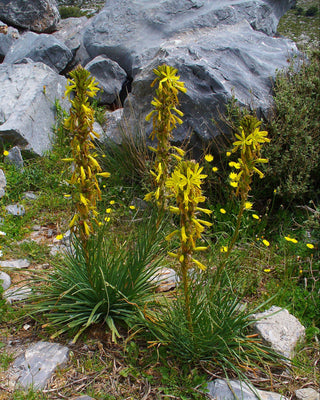 Asphodeline lutea <br>YELLOW ASPHODEL, KING'S SPEAR