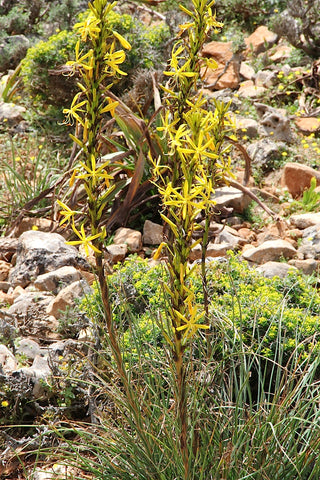 Asphodeline lutea <br>YELLOW ASPHODEL, KING'S SPEAR