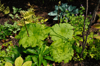 Astilboides tabularis, Rodgersia <br>UMBRELLA PLANT