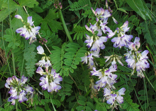 Astragalus alpinus <br>ALPINE MILKVETCH, MILK VETCH
