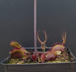 Dionaea muscipula <br>VENUS FLYTRAP 'ASURA' x OP