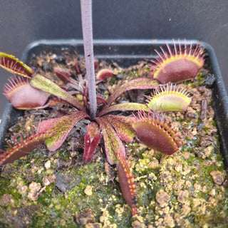 Dionaea muscipula <br>VENUS FLYTRAP 'ASURA' x OP