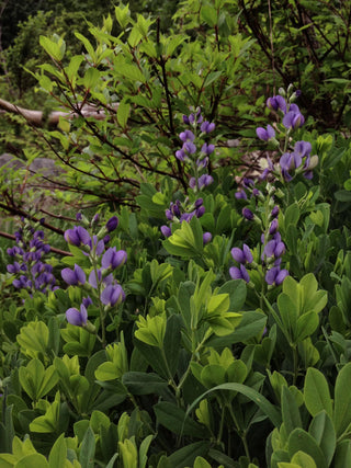 Baptistia australis <br>BLUE INDIGO