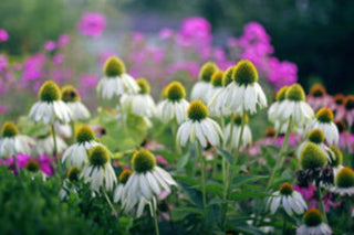CONEFLOWER 'PRIMADONNA WHITE' <br>Echinacea