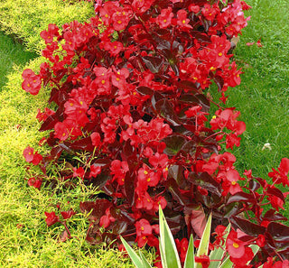 BEGONIA 'BIG' RED WITH BRONZE LEAF <br>Begonia benariensis