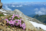 ALPINE ROCK JASMINE Androsace alpina