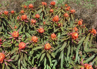 FIREGLOW EUPHORBIA <br>Euphorbia griffithii
