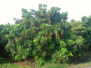 LONGAN FRUIT Dimocarpus longan