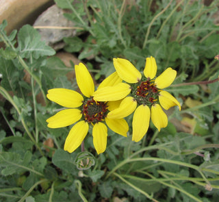 Chocolate Daisy Flower