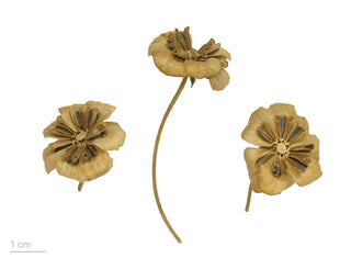 Berlandiera lyrata <br>CHOCOLATE FLOWER DAISY