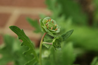 Berlandiera lyrata <br>CHOCOLATE FLOWER DAISY