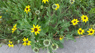 Berlandiera lyrata <br>CHOCOLATE FLOWER DAISY