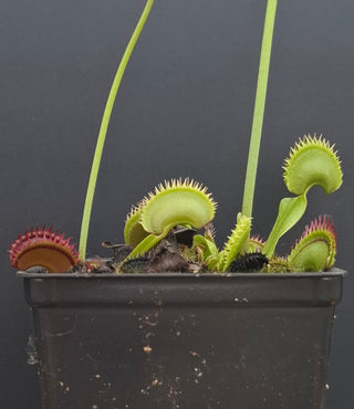 Dionaea muscipula <br>VENUS FLYTRAP 'BIG DRACULA' x OP
