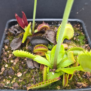 Dionaea muscipula <br>VENUS FLYTRAP 'BIG DRACULA' x OP