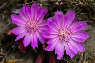 Lewisia rediviva <br>OREGON BITTERROOT