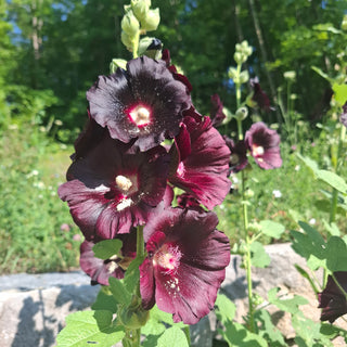 Black Night Hollyhock
