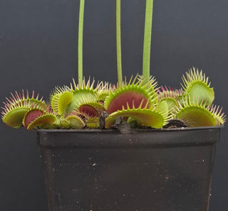 Dionaea muscipula <br>VENUS FLYTRAP 'BLACK STAR' x OP