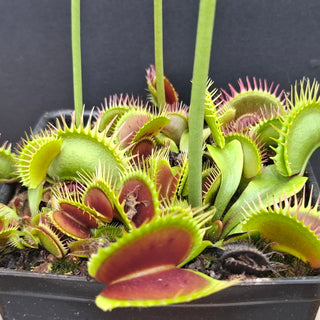 Dionaea muscipula <br>VENUS FLYTRAP 'BLACK STAR' x OP