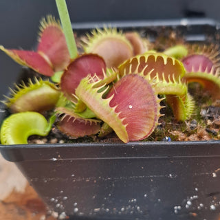 Dionaea muscipula <br>VENUS FLYTRAP 'BLOODY NURSE' x OP