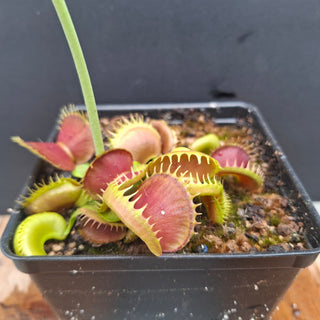 Dionaea muscipula <br>VENUS FLYTRAP 'BLOODY NURSE' x OP