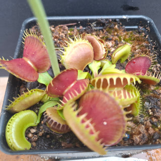 Dionaea muscipula <br>VENUS FLYTRAP 'BLOODY NURSE' x OP