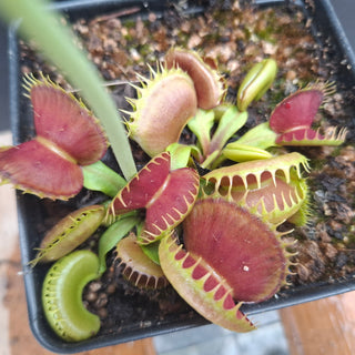 Dionaea muscipula <br>VENUS FLYTRAP 'BLOODY NURSE' x OP
