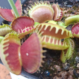 Dionaea muscipula <br>VENUS FLYTRAP 'BLOODY NURSE' x OP