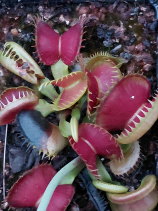 Dionaea muscipula <br>VENUS FLYTRAP 'BLOODY NURSE' x OP