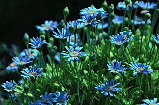 Felicia blue eyes daisy