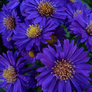 Aster alpinus ASTER ALPINE DARK BEAUTY