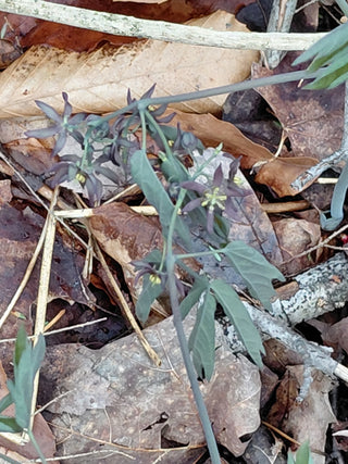 Blue cohosh growing naturally