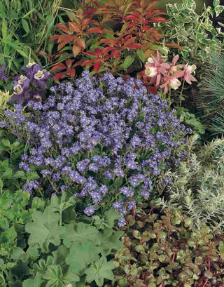 Myosotis sylvatica <br>BLUESYLVA FORGET ME NOT
