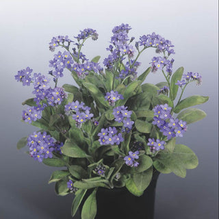 Myosotis sylvatica <br>BLUESYLVA FORGET ME NOT