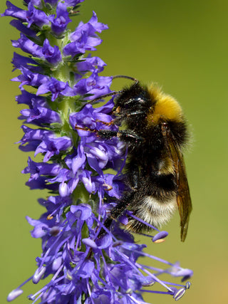 Veronica spicata <br>SPIKED SPEEDWELL MIX