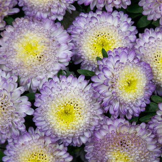 Callistephus chinensis <br>ASTER TOP BLUE BONITA