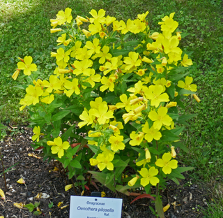 Oenothera pilosella <br>PRAIRIE SUNDROPS, MEADOW EVENING PRIMROSE