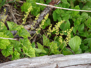 Mitella breweri <br>FEATHERY BISHOP'S CAP