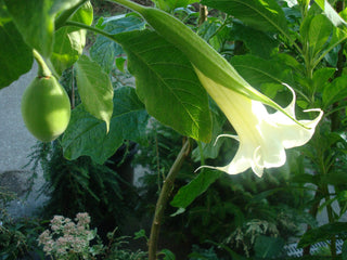Brugmansia arborea <br>ANGEL'S TRUMPET WHITE
