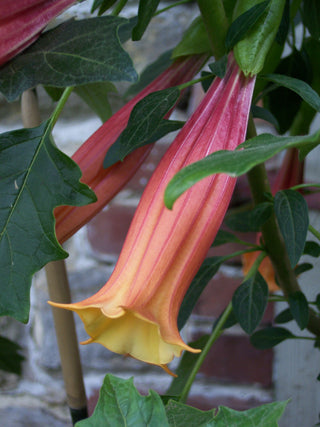 Brugmansia vulcanicola <br>ANGEL'S TRUMPET