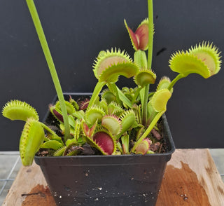 Dionaea muscipula <br>VENUS FLYTRAP 'BRUTAL SHARK' x OP