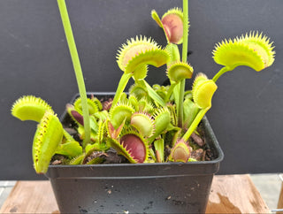 Dionaea muscipula <br>VENUS FLYTRAP 'BRUTAL SHARK' x OP