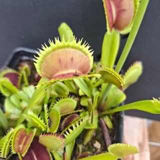 Dionaea muscipula <br>VENUS FLYTRAP 'BRUTAL SHARK' x OP