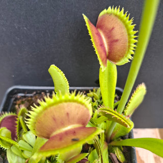Dionaea muscipula <br>VENUS FLYTRAP 'BRUTAL SHARK' x OP
